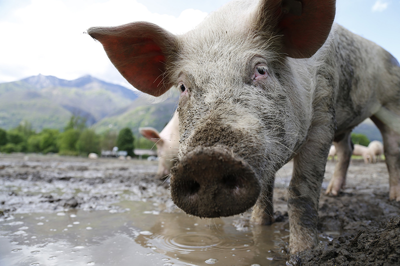 A pig looks at the camera.